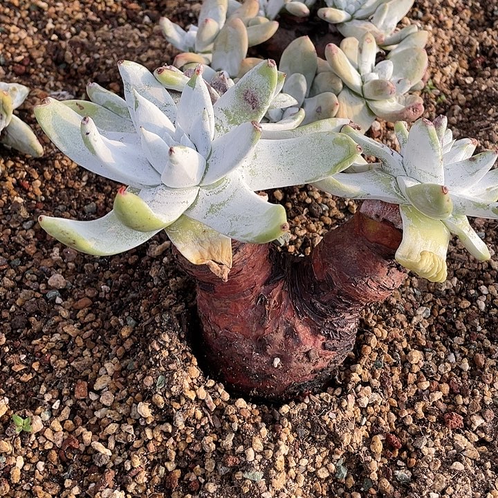 大花朵塞丽娜粗桩