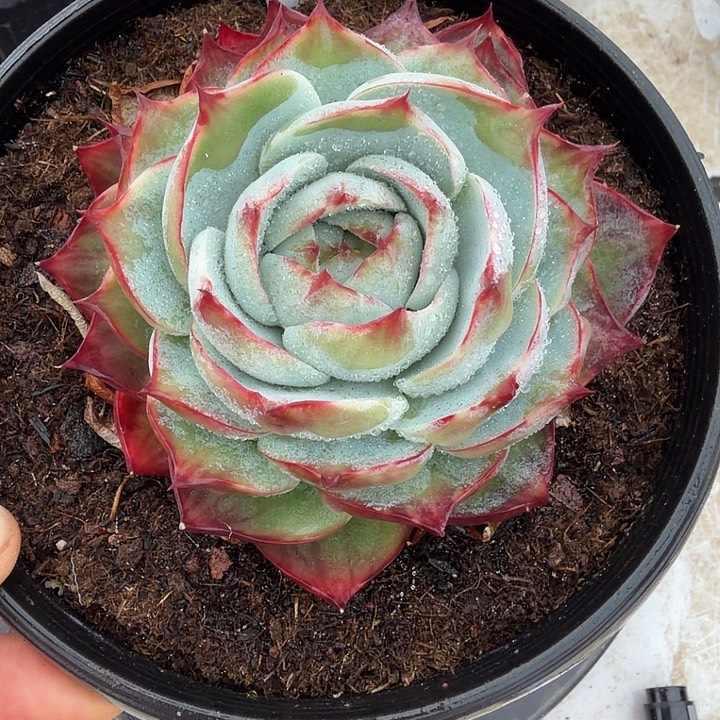 小***一112号多肉植物10厘米