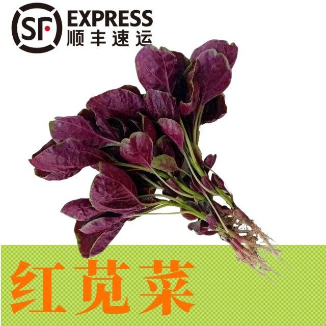 新鲜红苋菜蔬菜农家自种红旱菜露天蔬菜