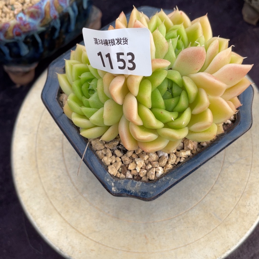 冰***子1153不知道三头多肉植物一物一拍