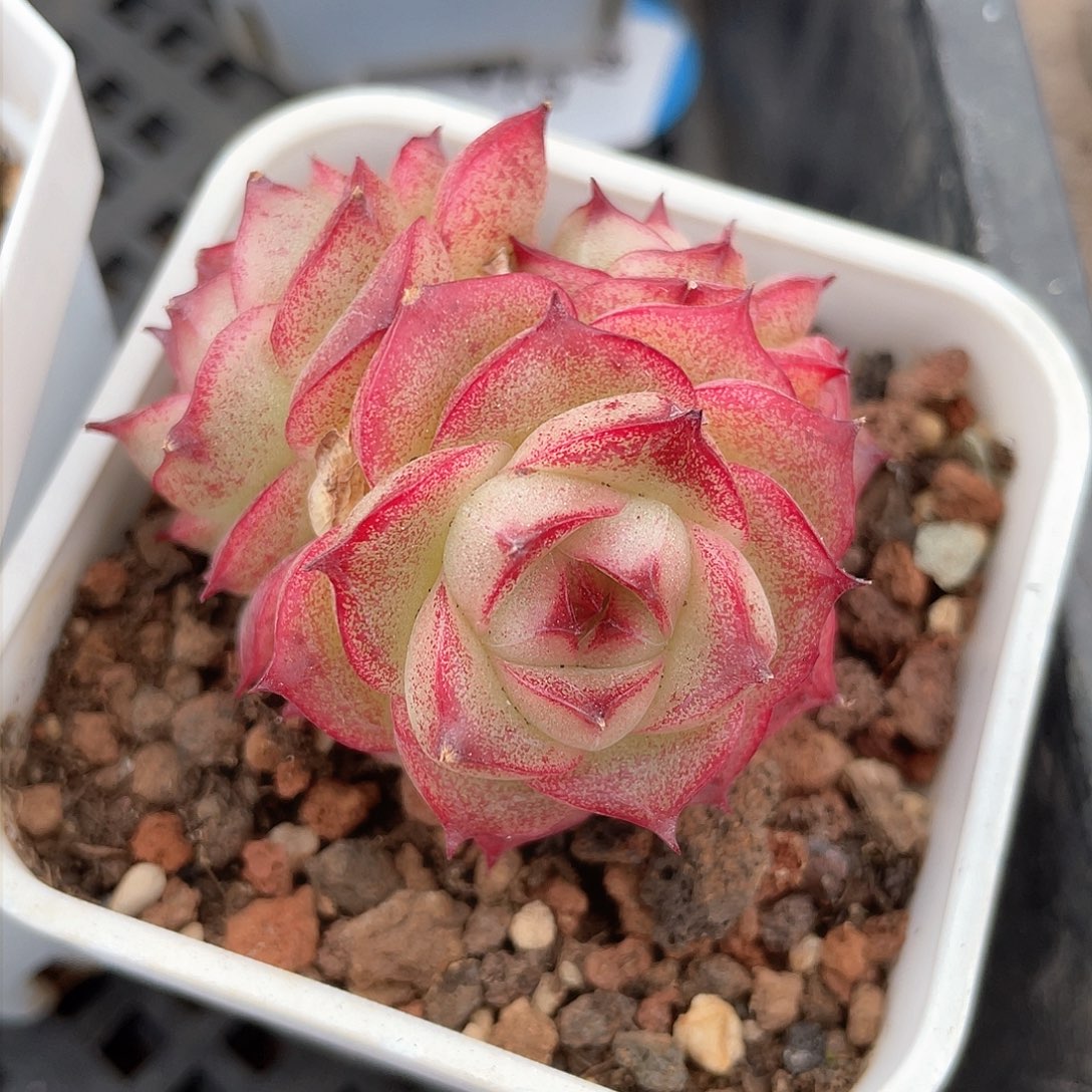 优选麦秆精品769