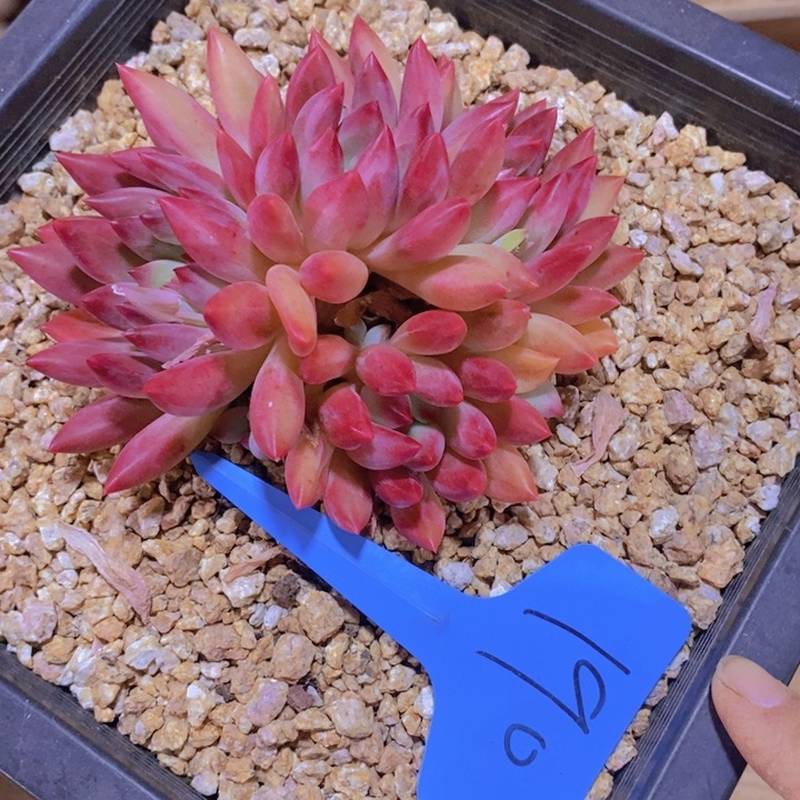 这个我就说是的了