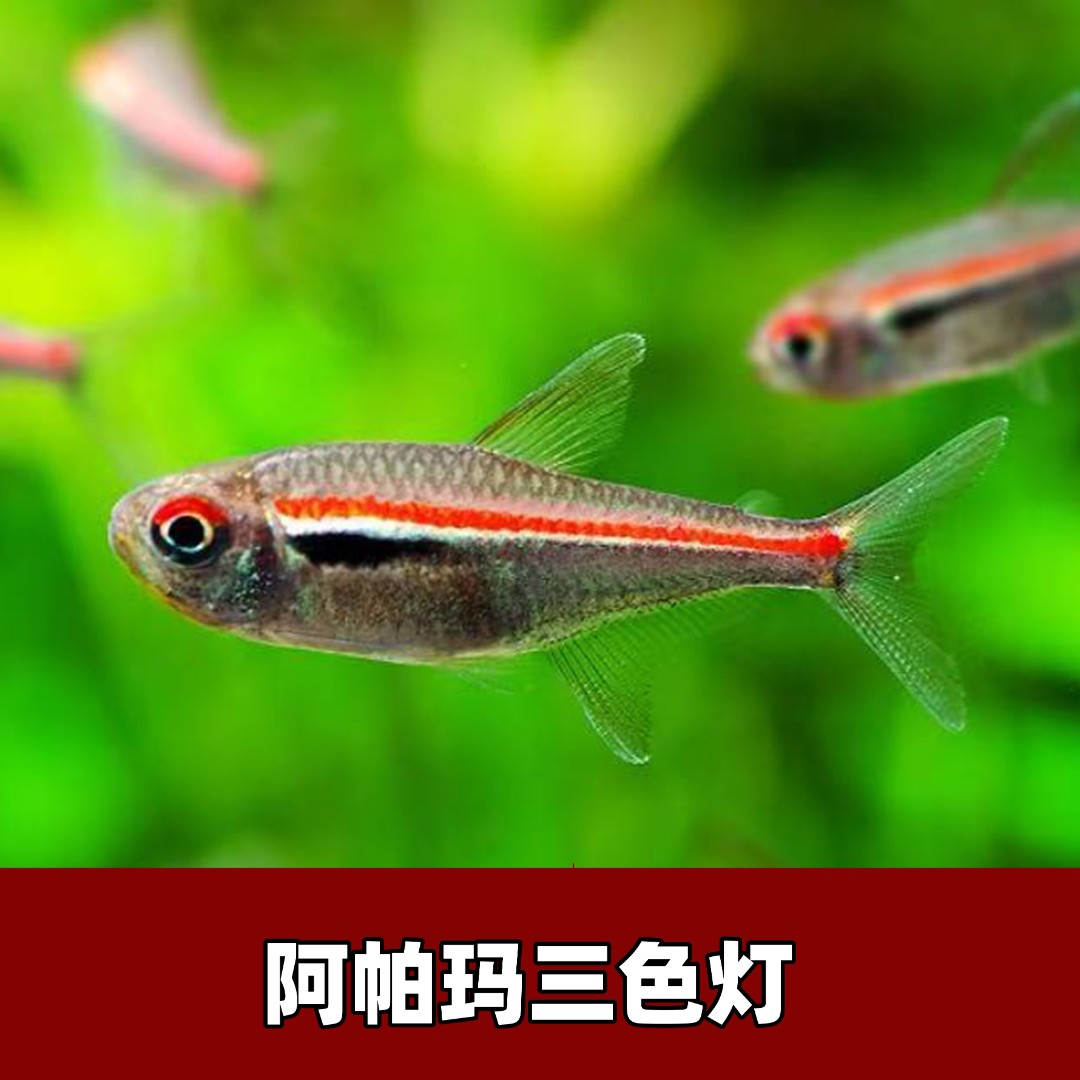 【渔扬水族】阿帕玛三色灯鱼