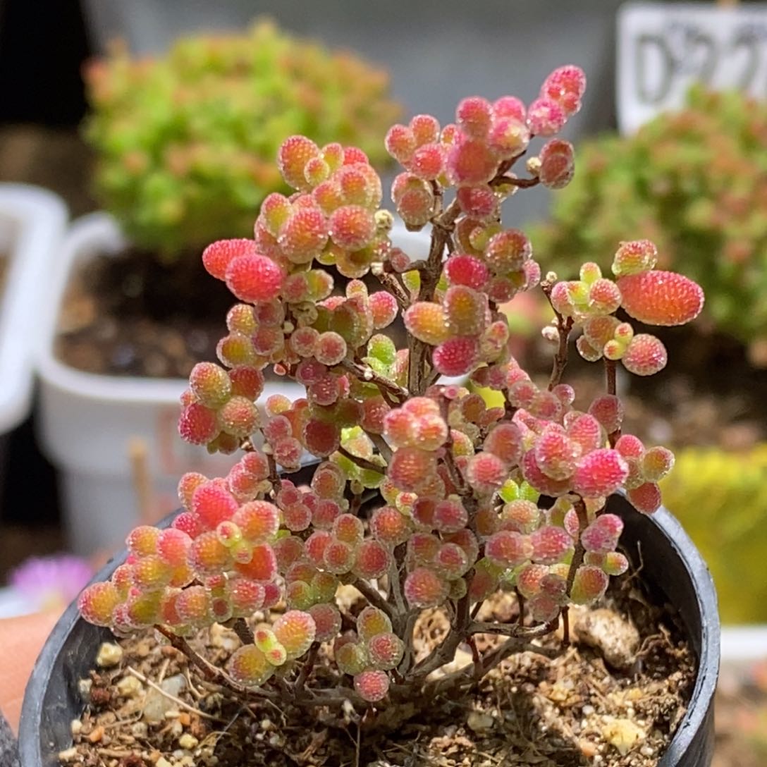 D219蜜桔糖球枝干番杏