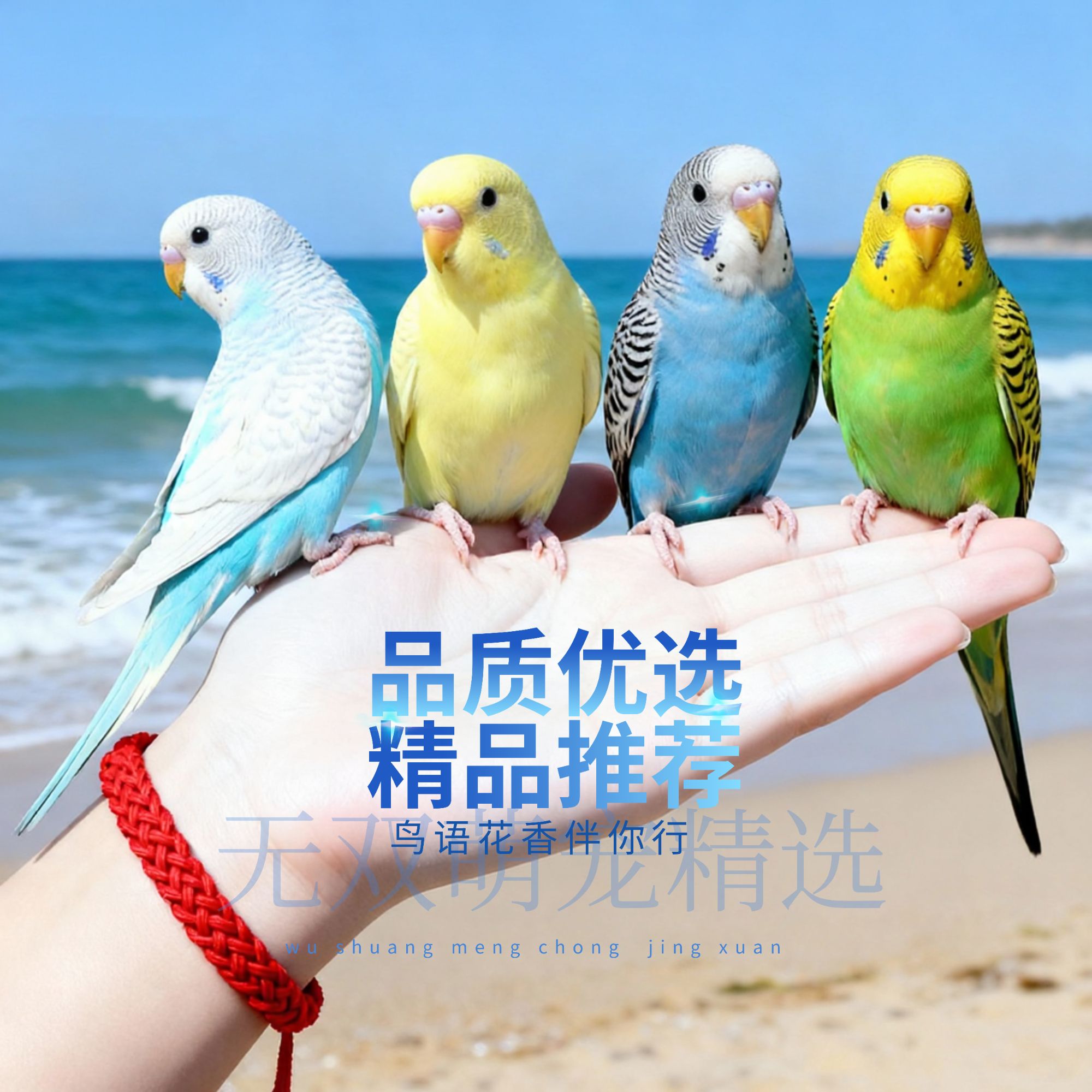 1只/2只虎皮鹦鹉