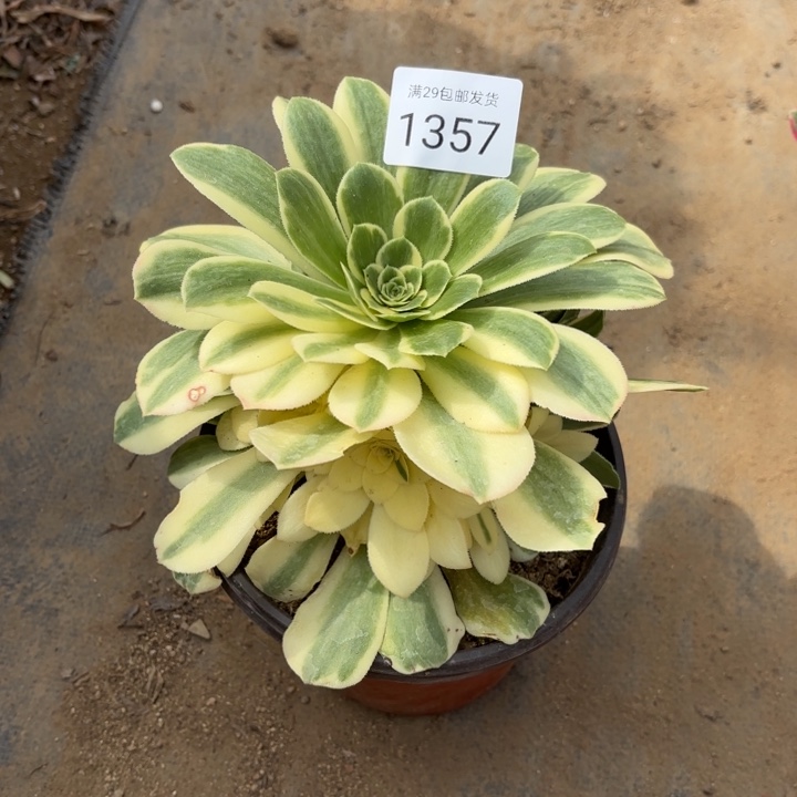 迈巴赫多肉法师1357