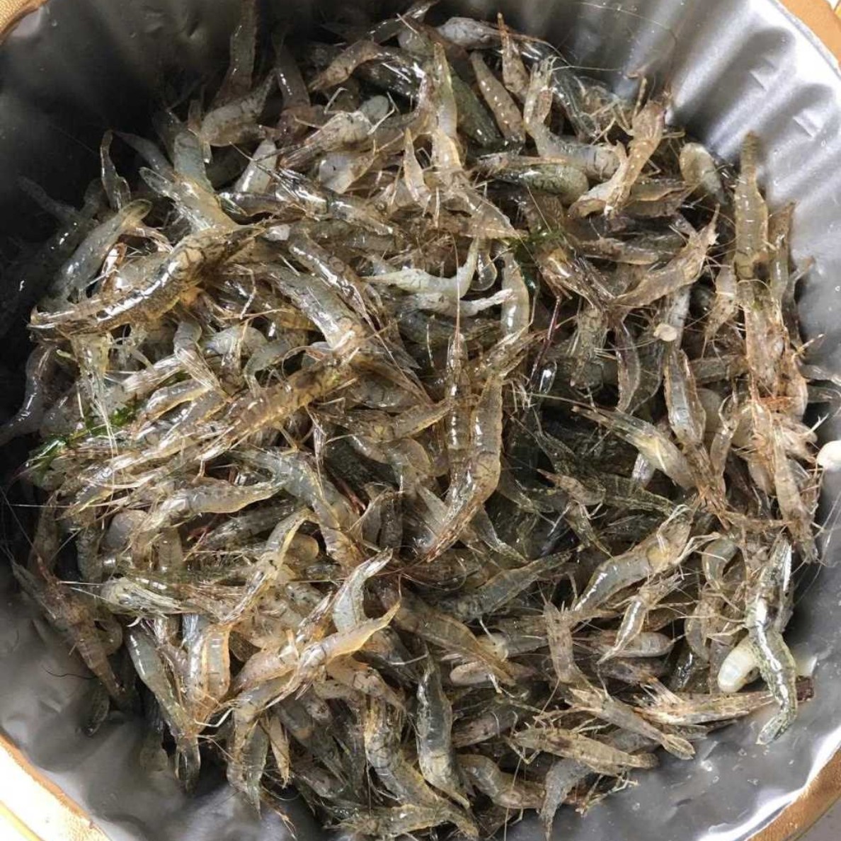 到手两斤半 鲜美小河虾 小炒 干炸家庭美食 