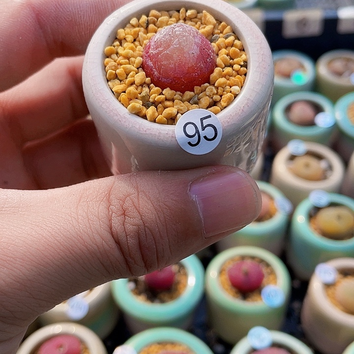 一物一拍………..灯泡95