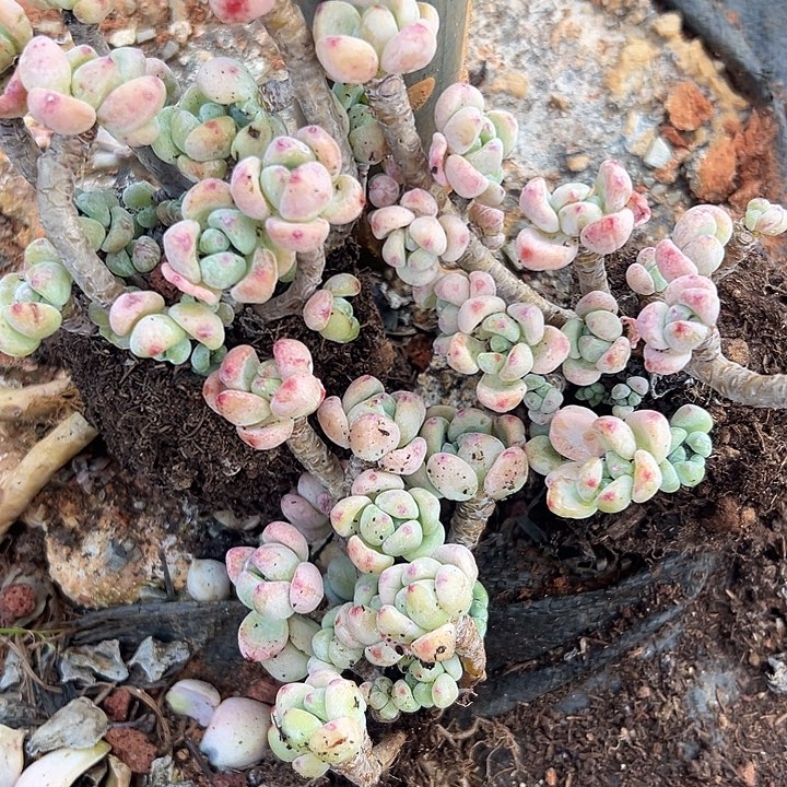 无花朵樱花罗琦3人。       