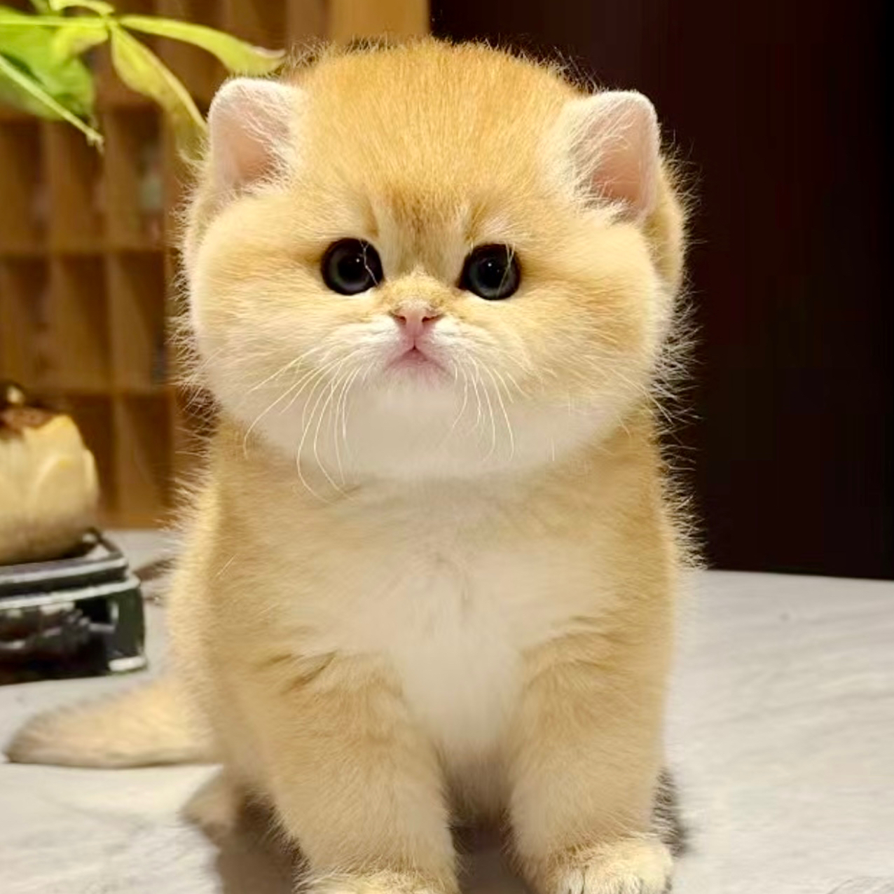 【京城耶耶卷猫舍】全品种 活体猫猫萌宠猫咪小毛孩