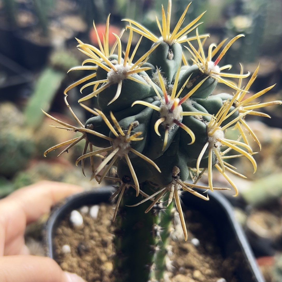 庆松玉仙人球11111111