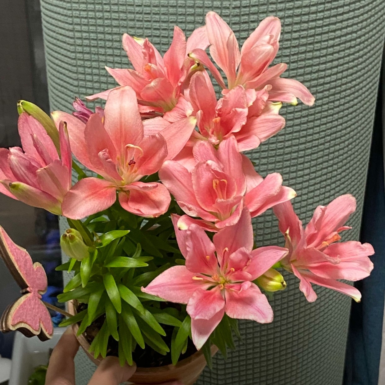 【甜点】11/12  La亚百荷兰进口百合种球多年生盆栽地栽