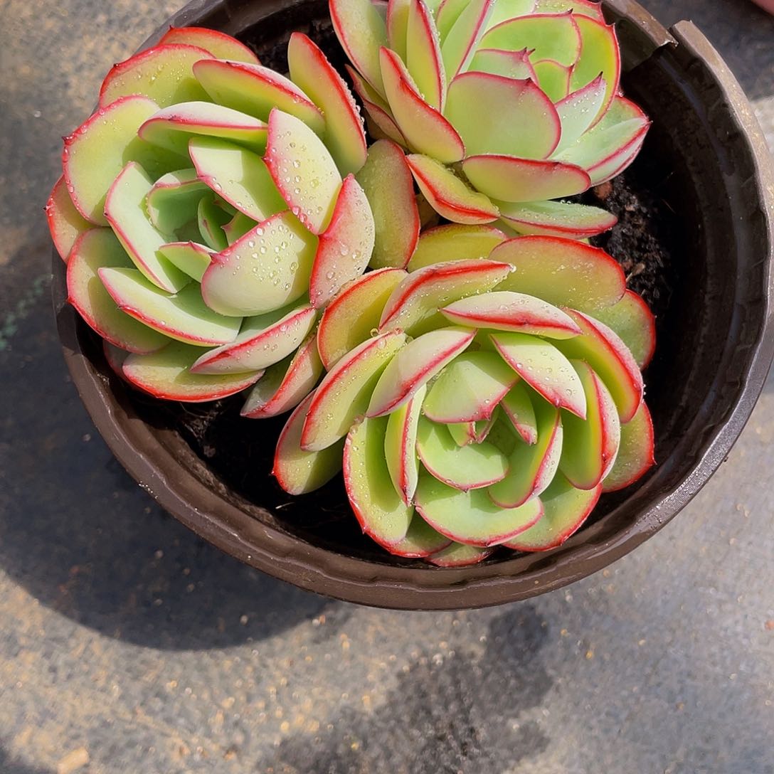 ?**露牡丹停多肉植物群