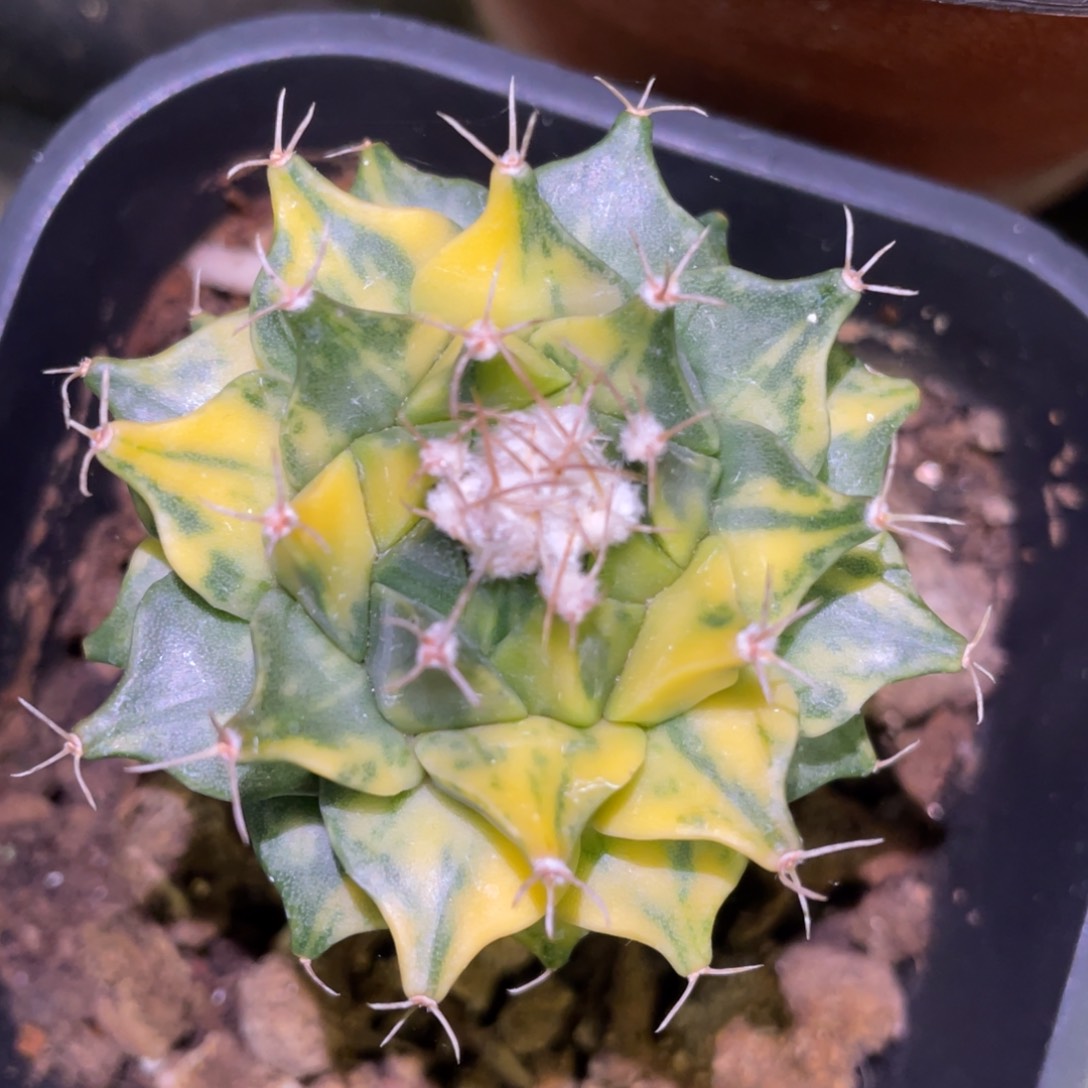 极上散斑帝冠锦 仙人球开花