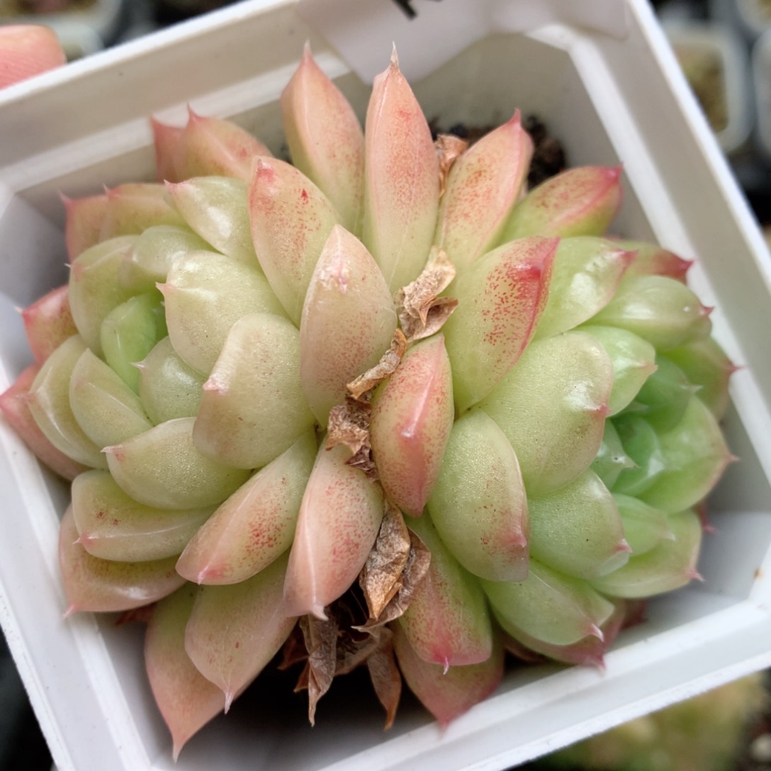 R105 ，柿子多肉20包邮