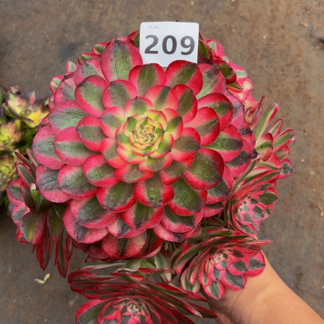 209多肉植物荔枝无根