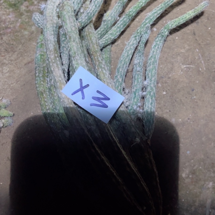 念**字X3银妞一颗33