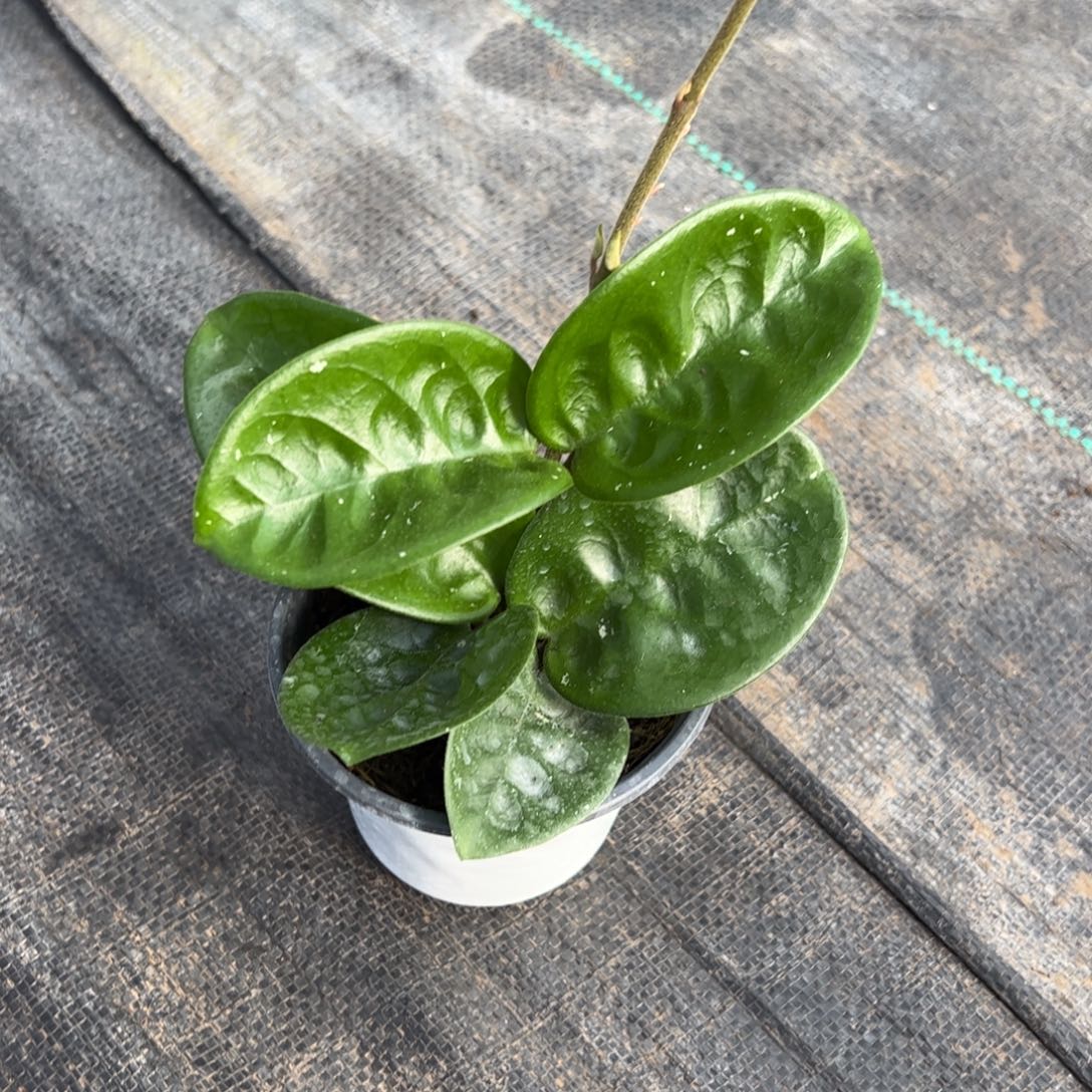 全***海无花朵克林顿球兰