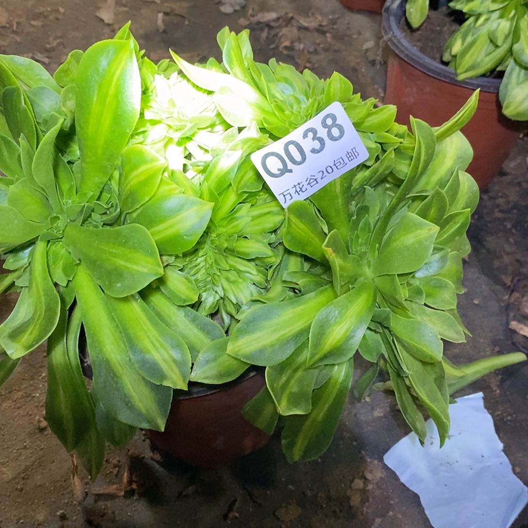 038夜光杯缀多肉植物