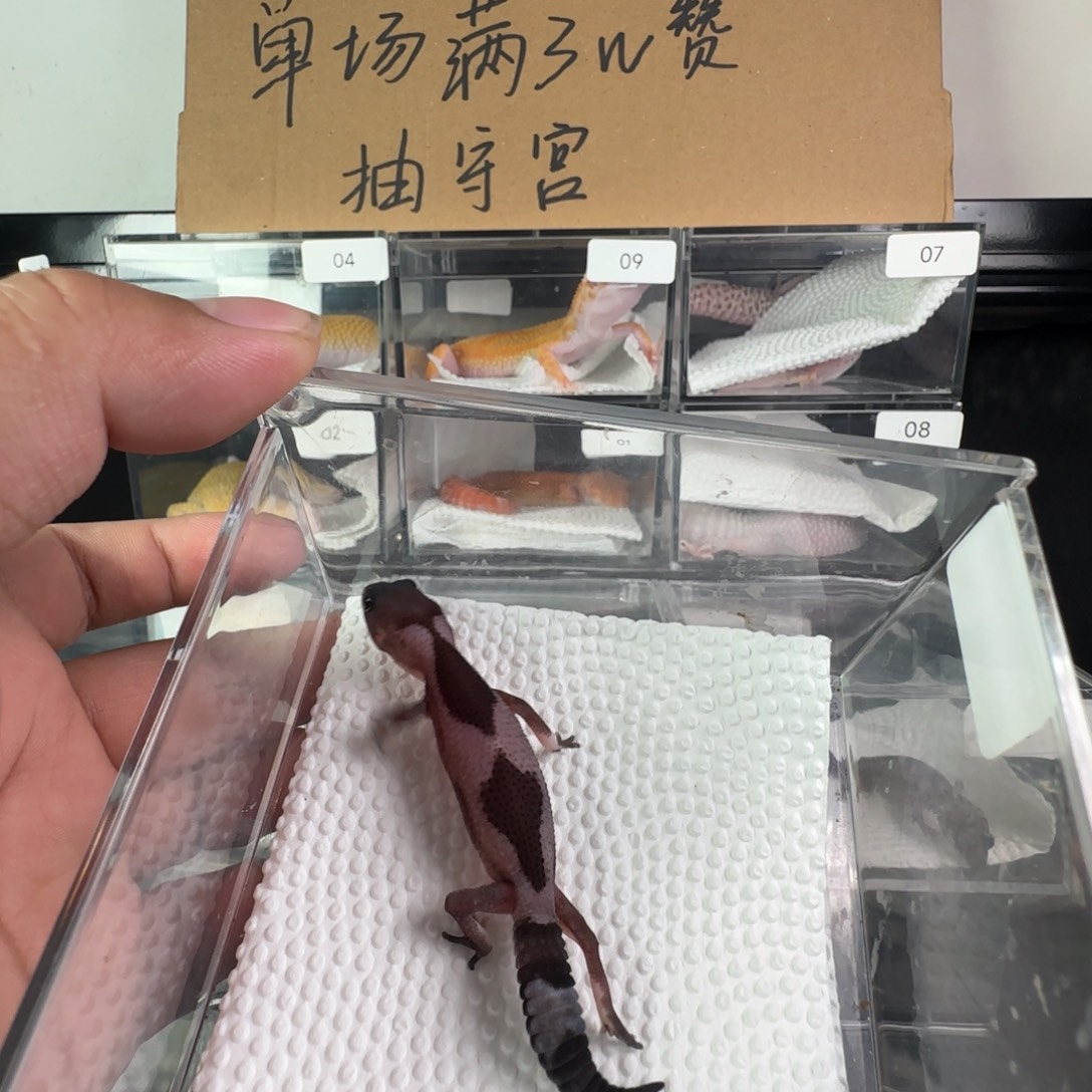 豹纹守宫奥利奥祖鲁妹妹