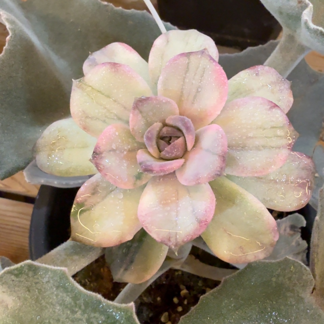 紫禁城 安吉园艺锦