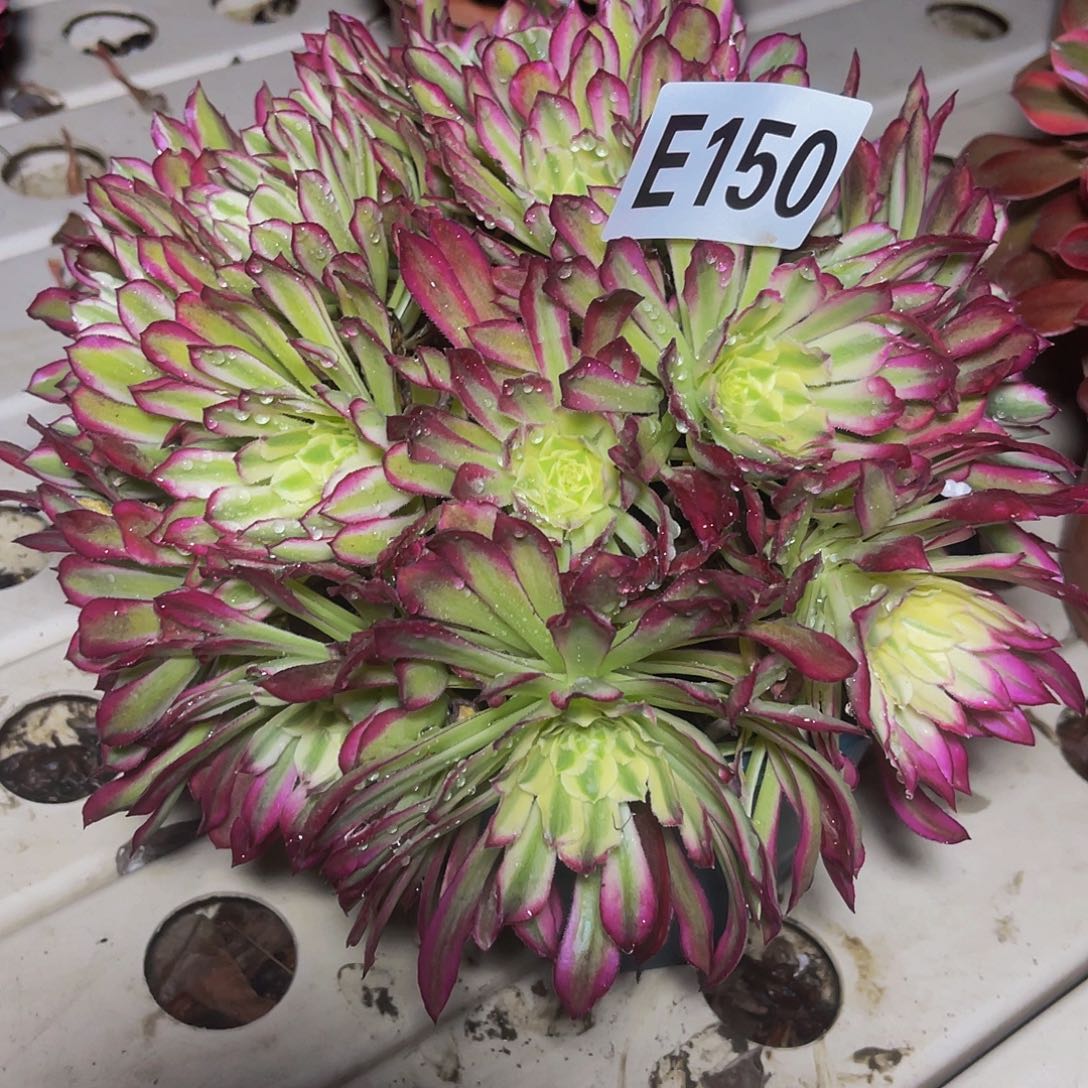 法师法师7//35包邮法师