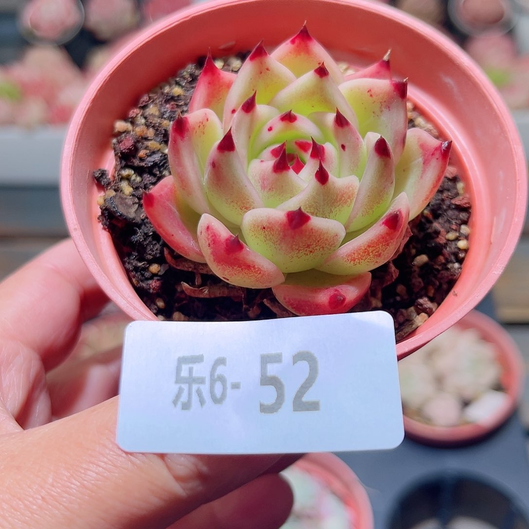 乐6-52 蓝龙单头 