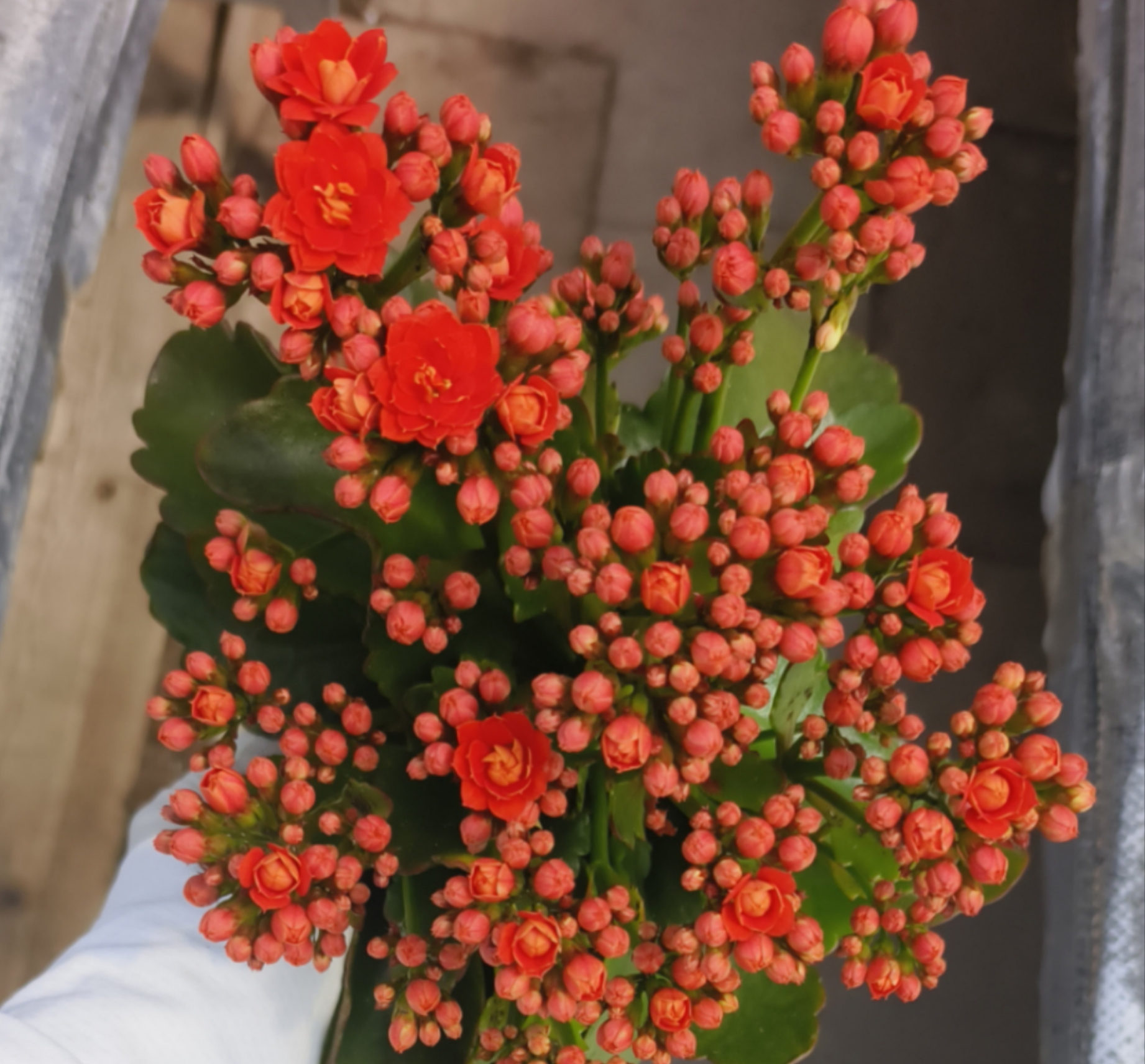 自由女神 100盆 北京昊景