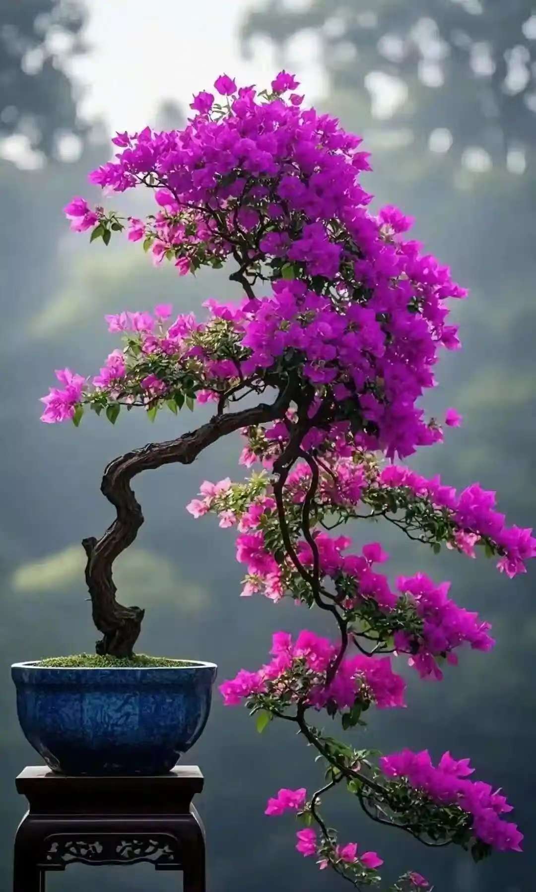 精品三角梅一物一拍福利款