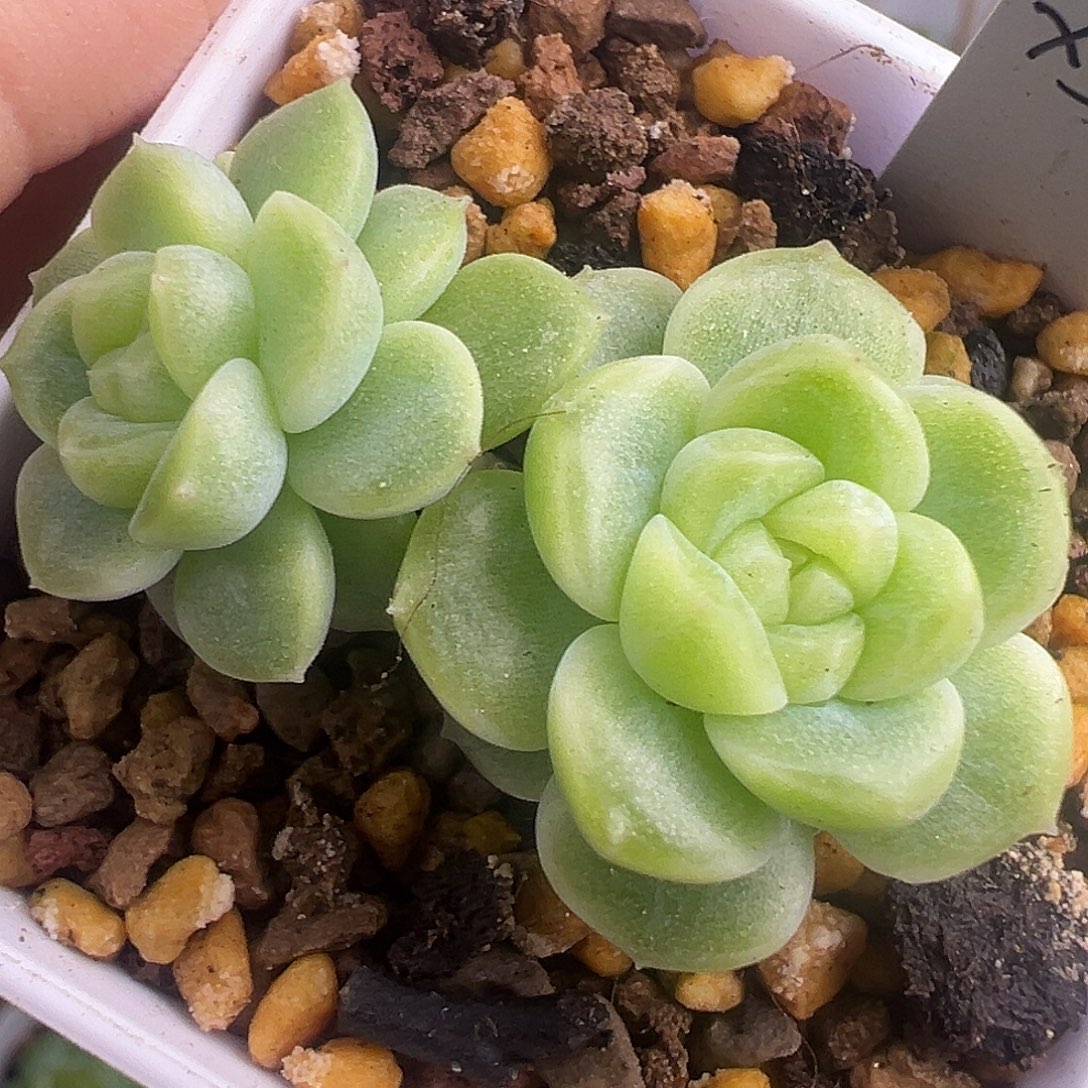 ****儿现金财富密码双头