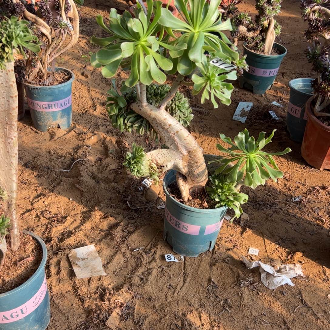 花***丹有伤原始绿377高度40不包邮随单发货