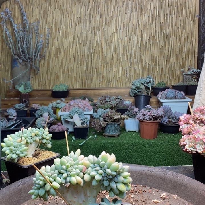 彩***！419号奶糖多肉植物