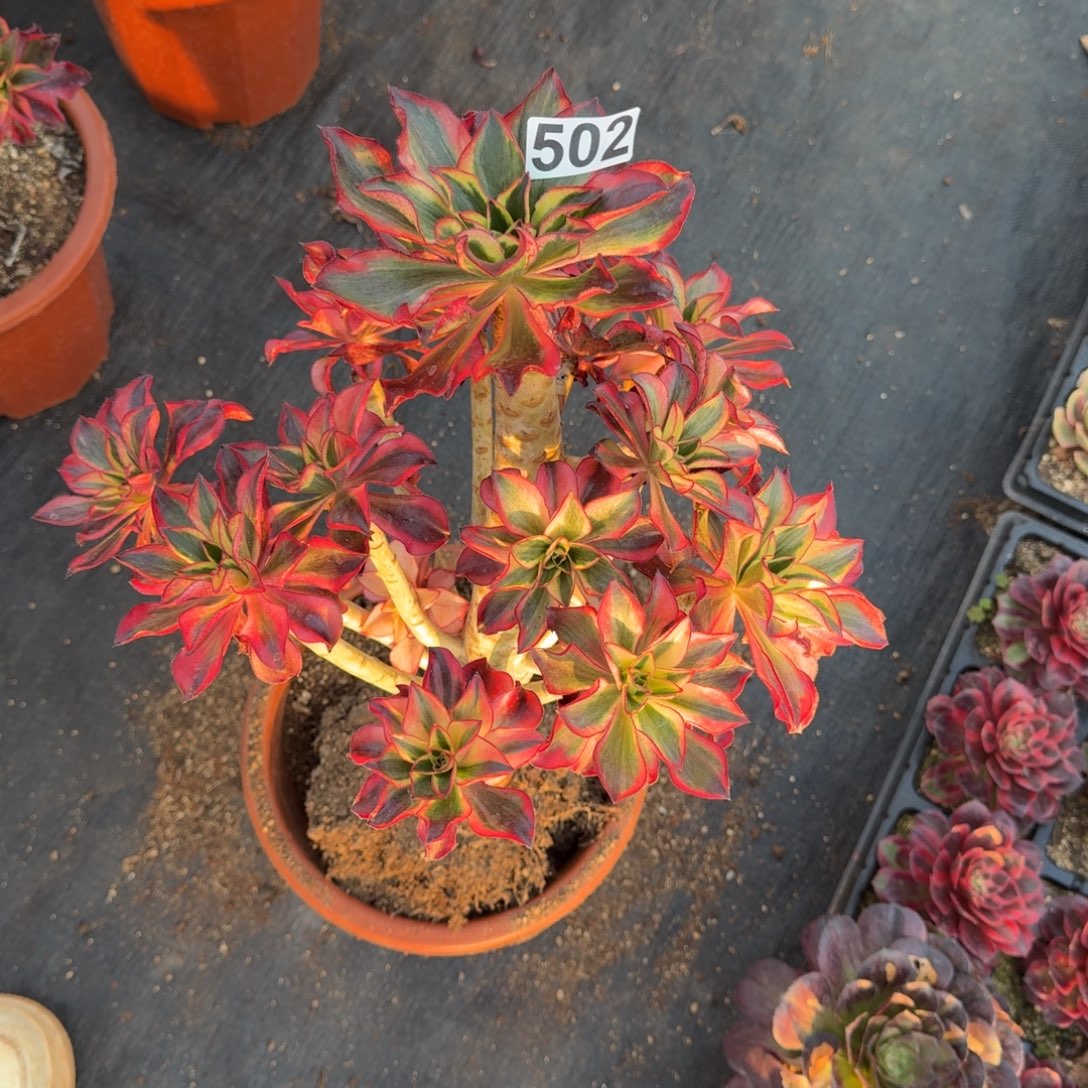 502多肉植物魅影有断枝特惠