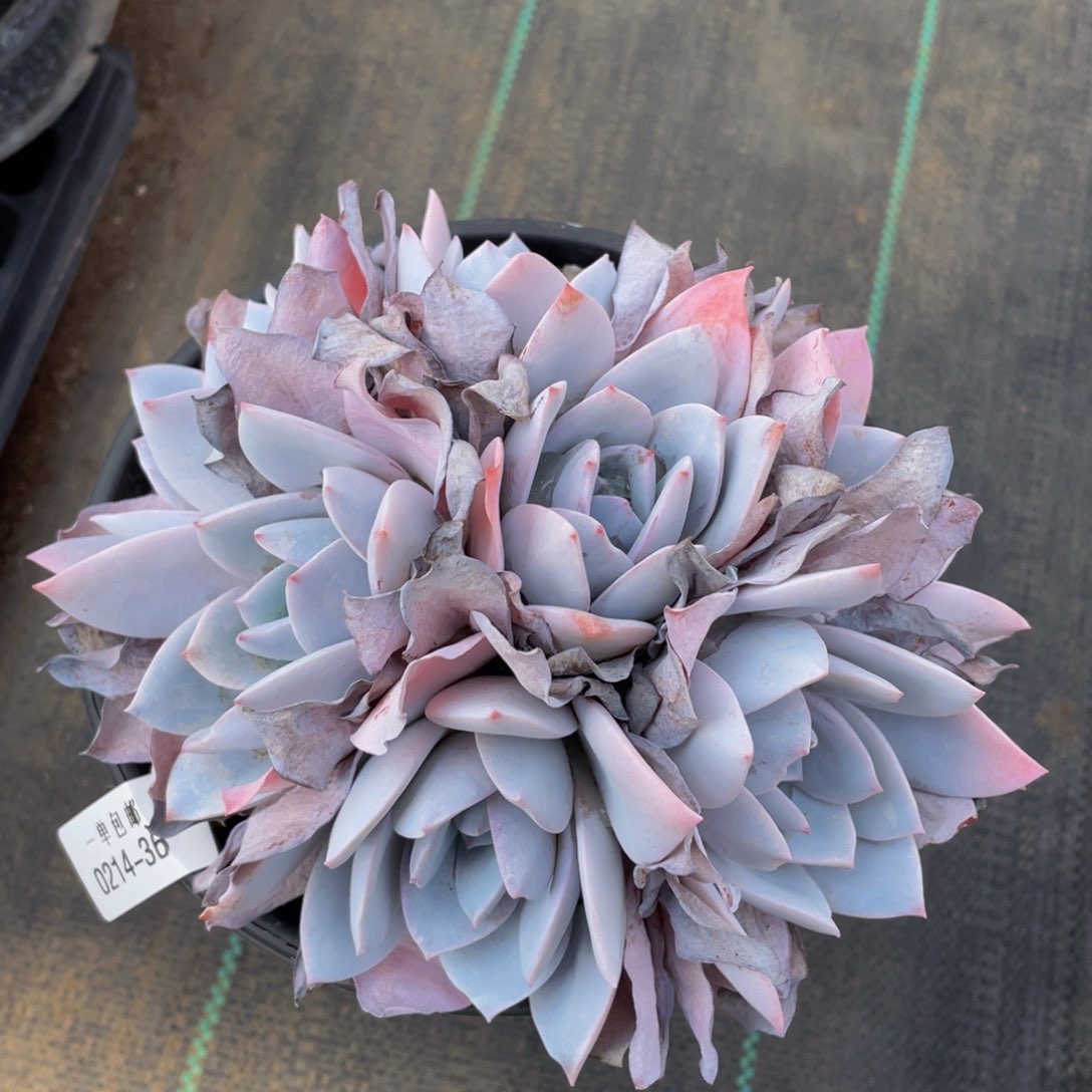 0214-36-白莲。。。。。