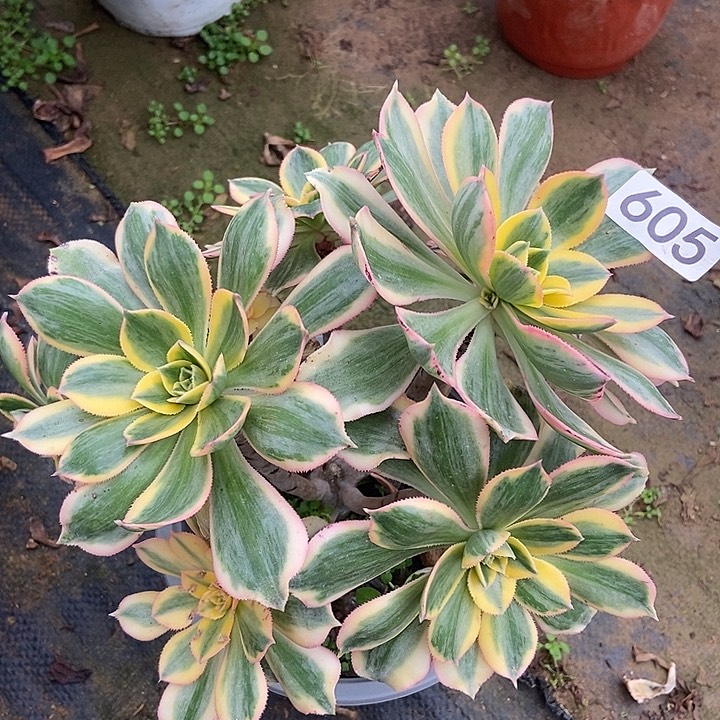 灿烂会黑斑氧化605多肉不包断