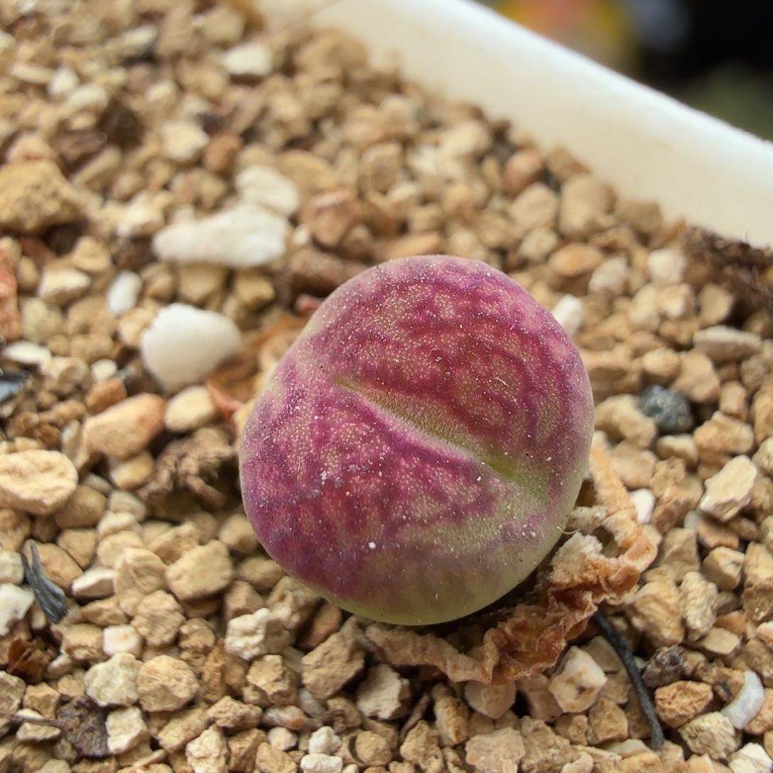 3.27.8/吕杂墨/多肉植物