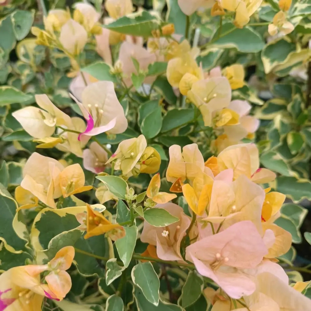 【三色马斯1加仑】三角梅易养护室内外庭院花卉观赏原盆土根系好