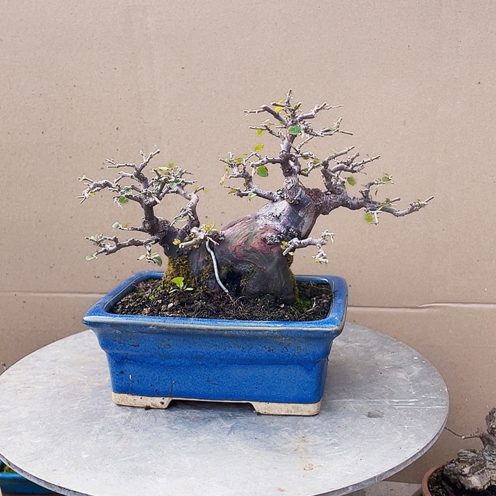 无花朵雀梅盆景阳台小品好养