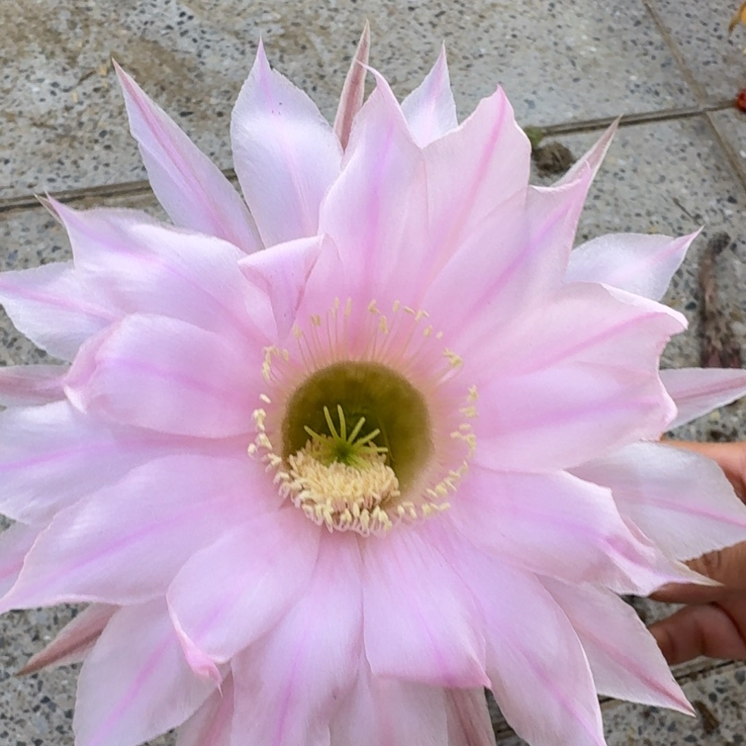 357 实生彩草脱土发货斑掰花20包邮