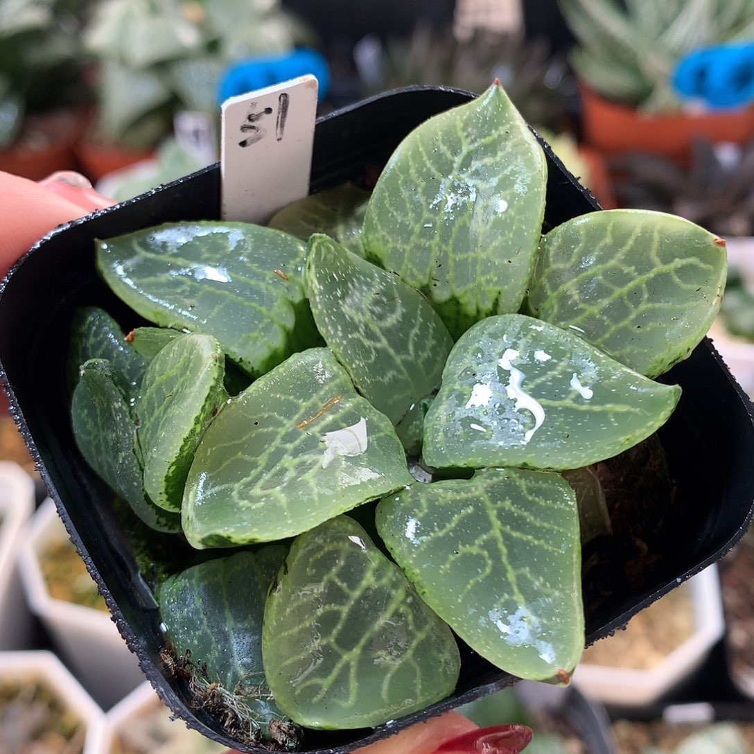 51号乱舞寿一物一拍