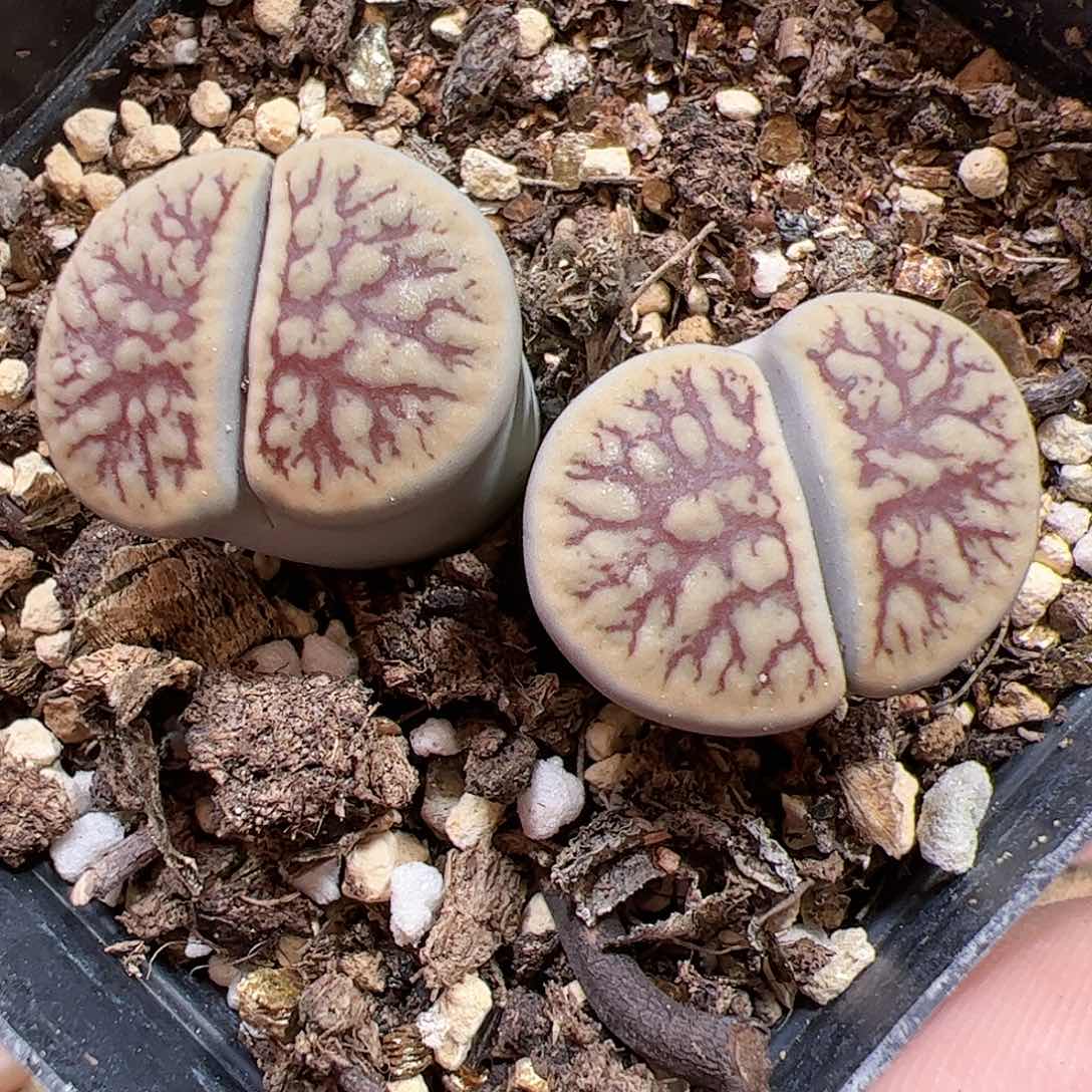 【闪购商品】159 线招福