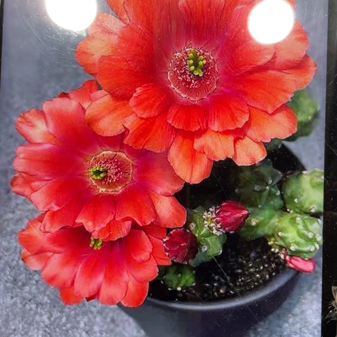 群生红花桃太郎一杯