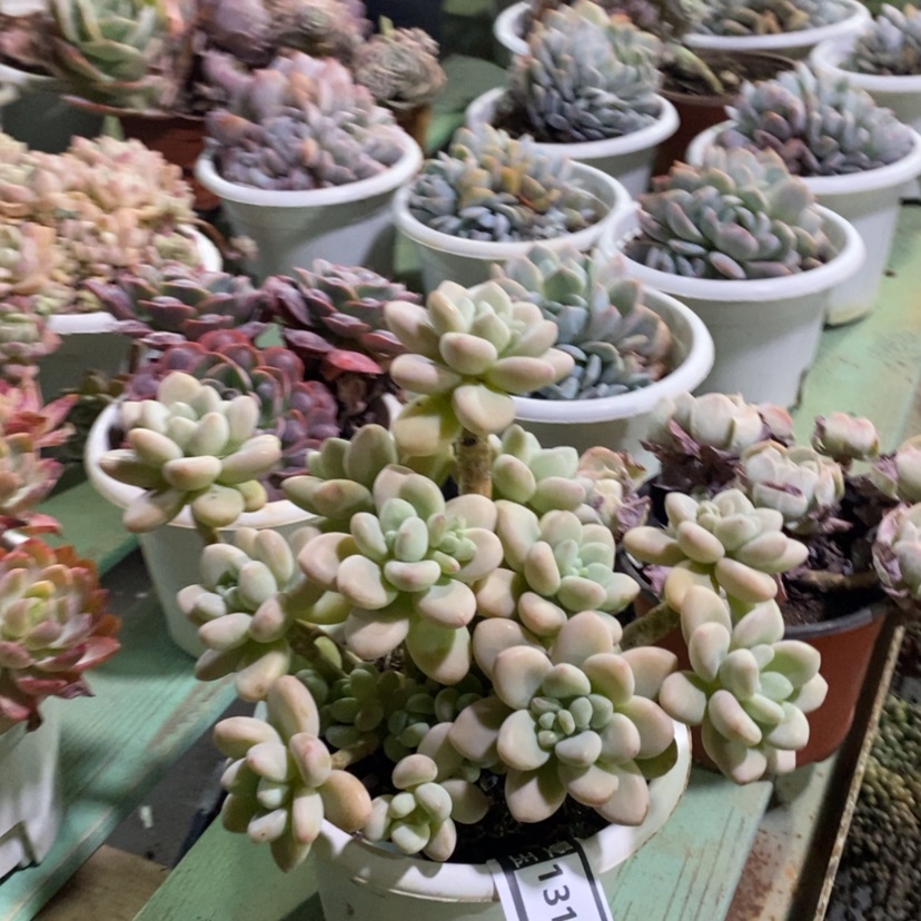 【闪购商品】香水洛神13180