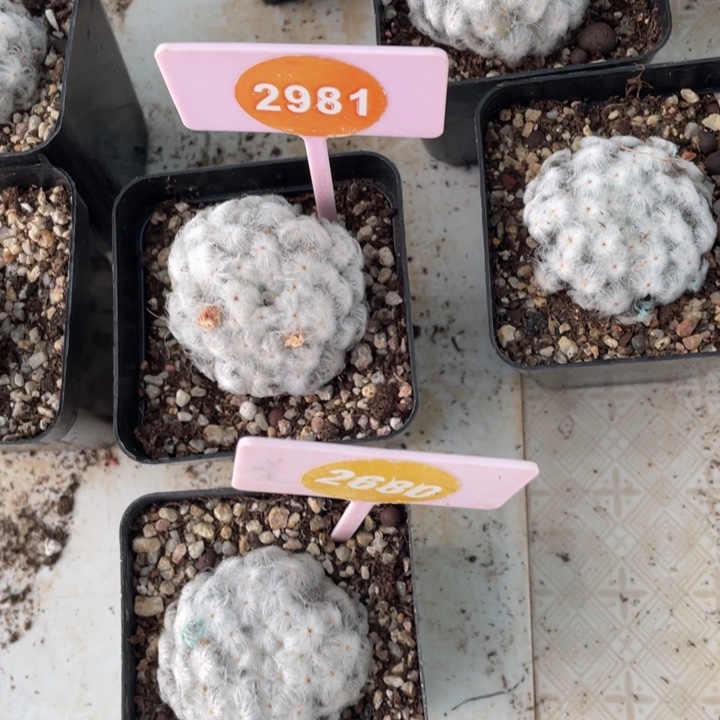 我***飞白根白星2棵2981-2680-000