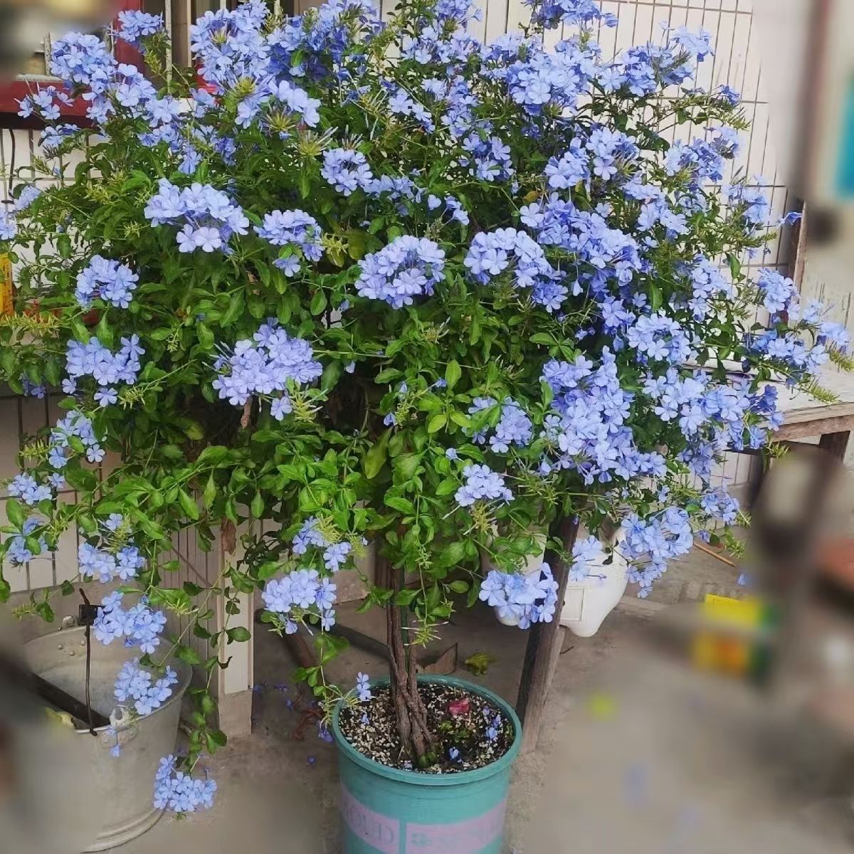 蓝雪花棒棒糖老桩带花苞庭院阳台四季开花好养四季开花爬藤花苗