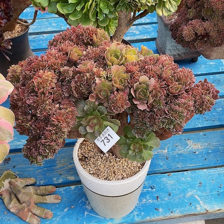 731号玫瑰法师缀化微瑕