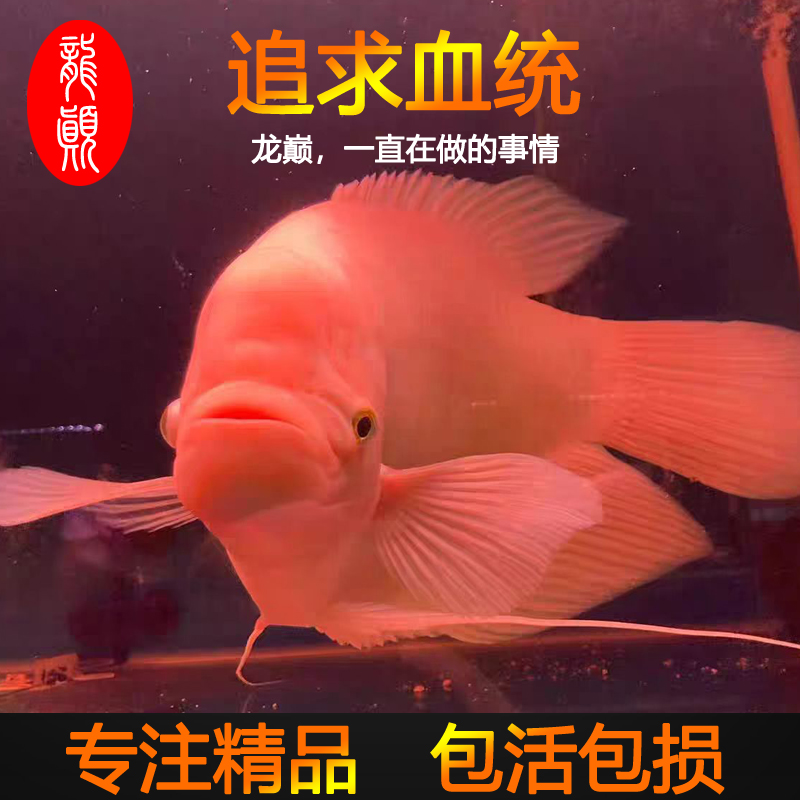 龙巅 【招财鱼系列】精品红眼白招财鱼战船鱼活体热带观赏鱼战舰鱼