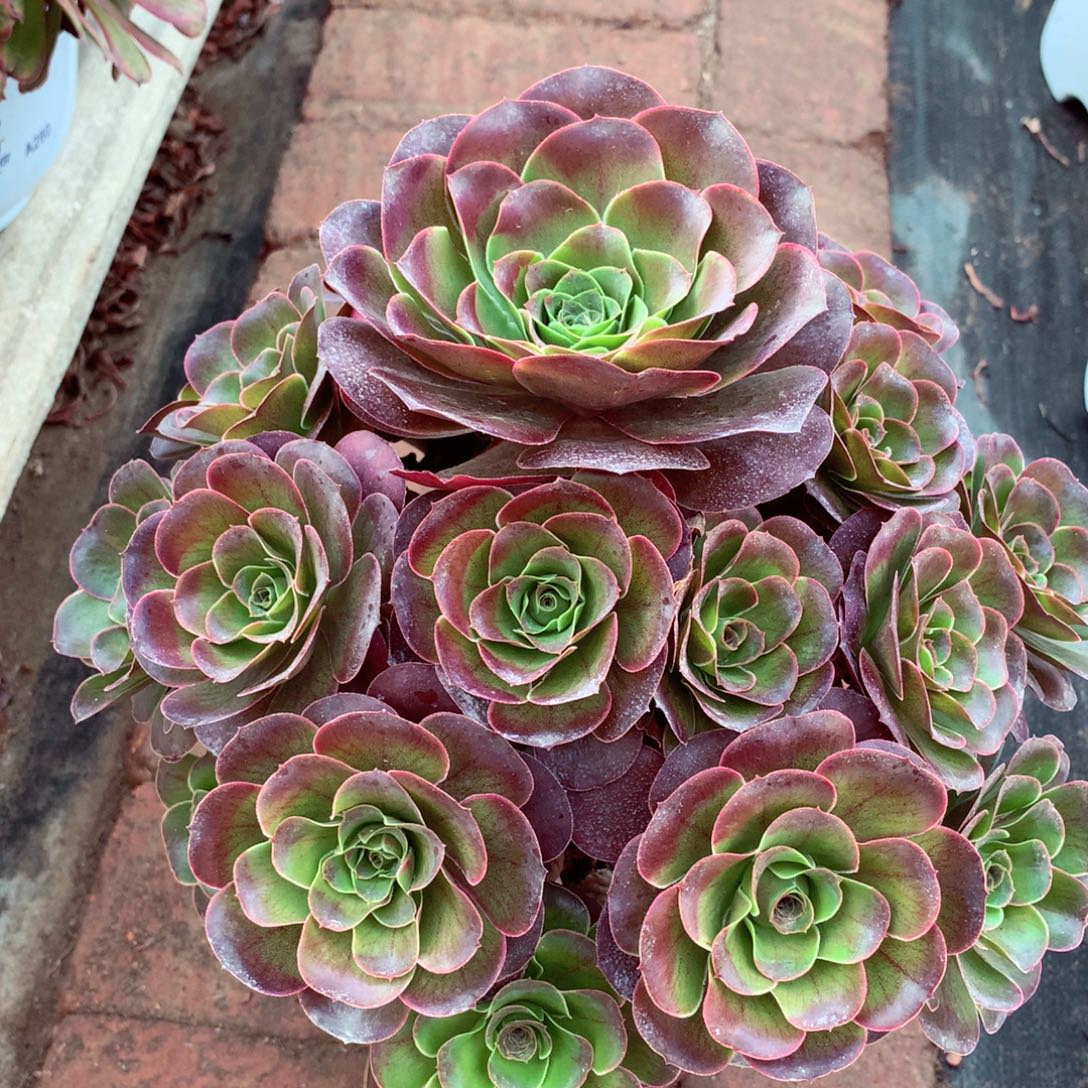 魅金玫瑰，多肉植物