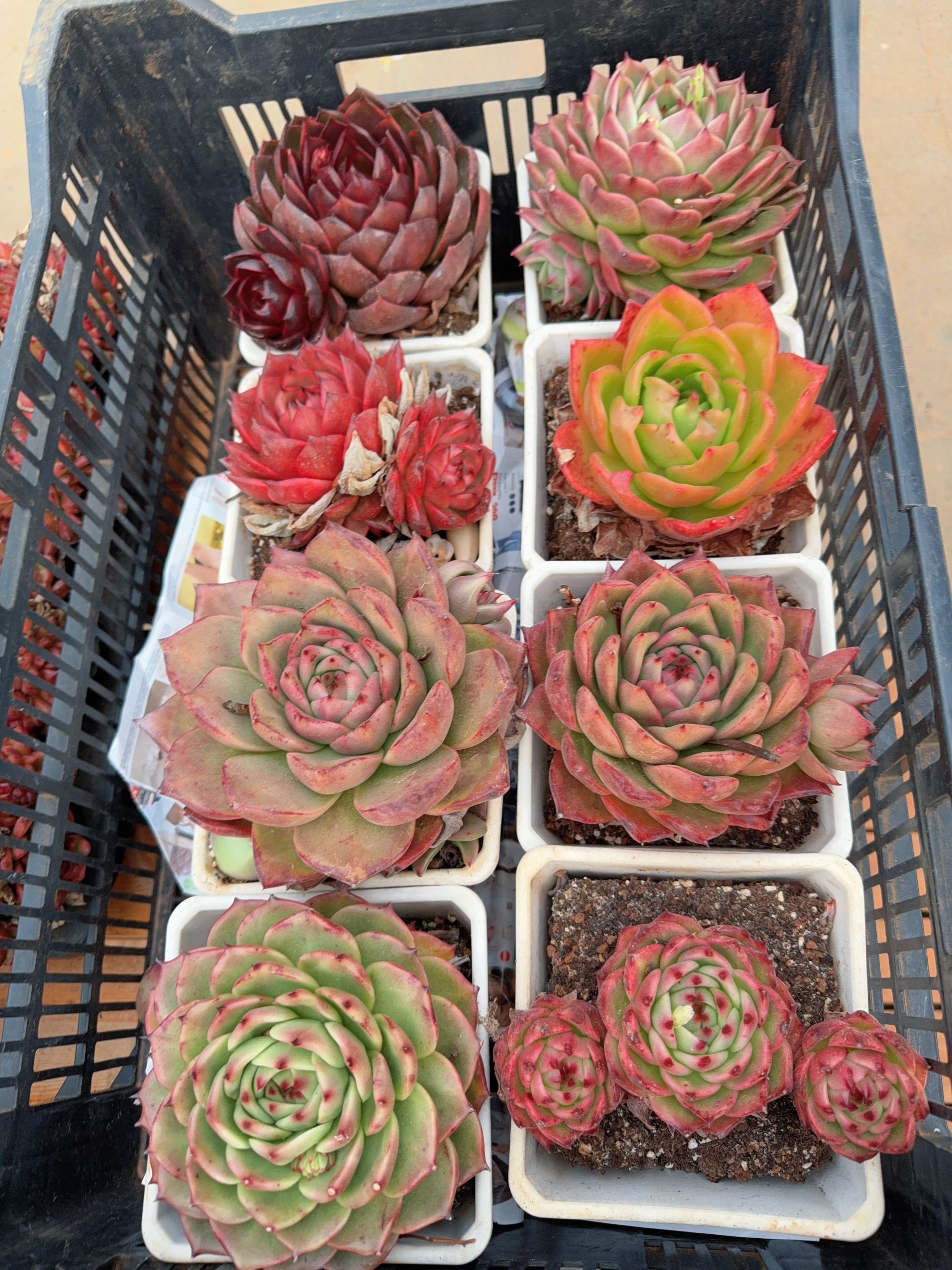 11月21日晚混发母本东云不接受备注群生不包整（8-12cm）脱土