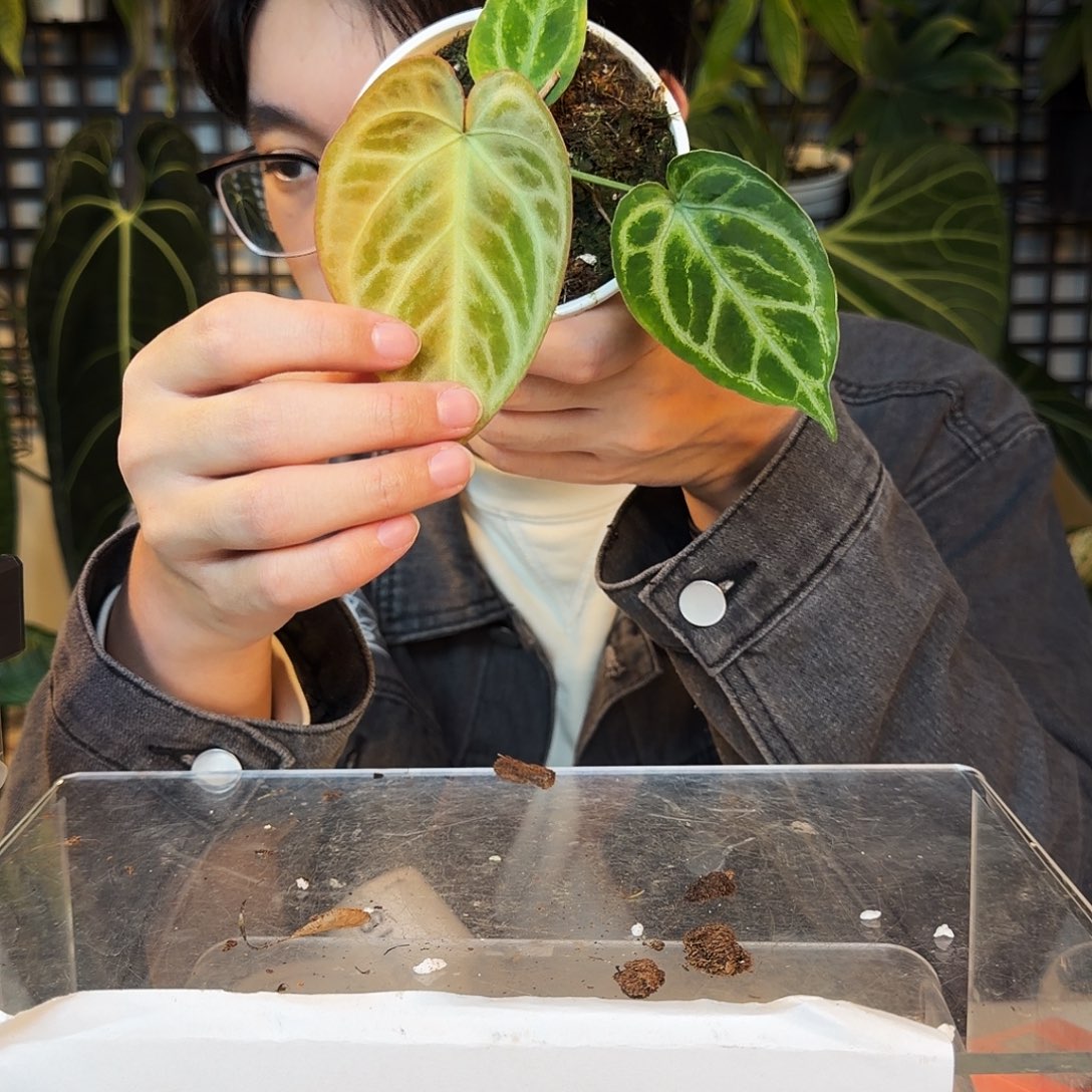 完全开放P118印尼铜锣烧